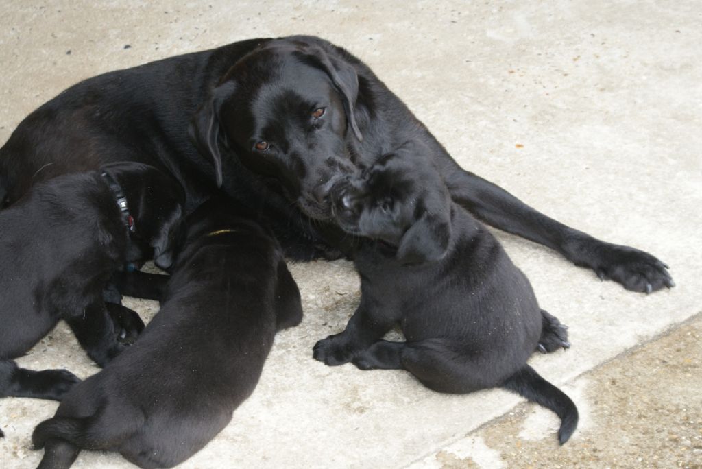 De L'Essart Aux Pommiers - Labrador Retriever - Portée née le 22/03/2020