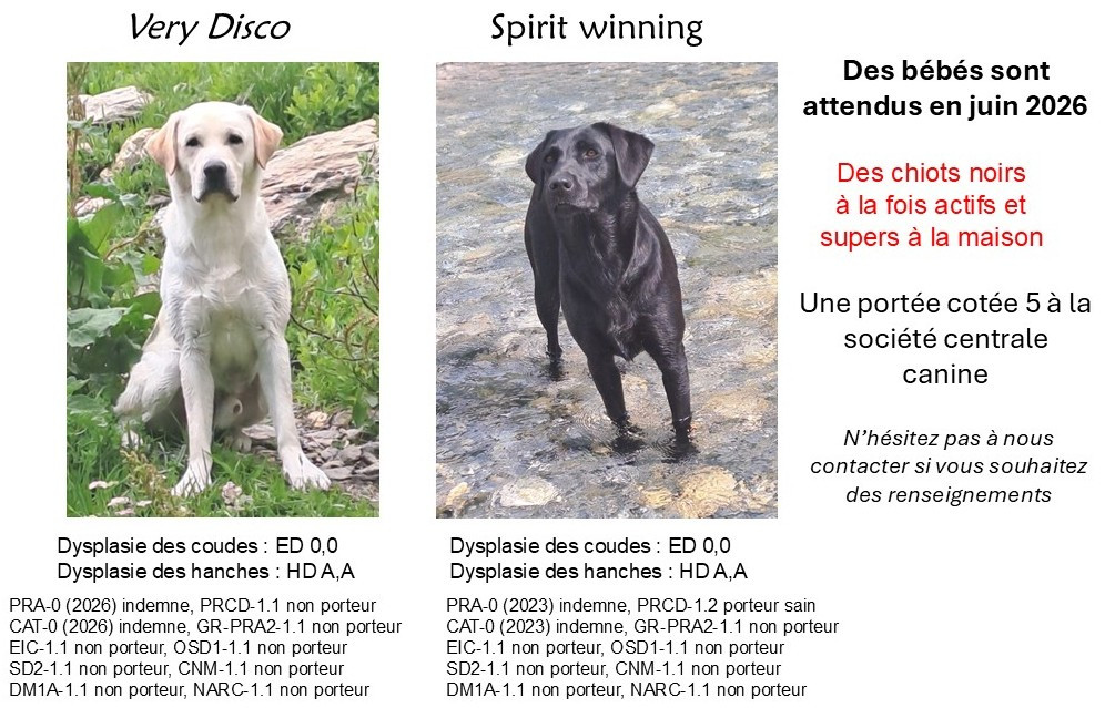 Gestation confirmée pour Spirit