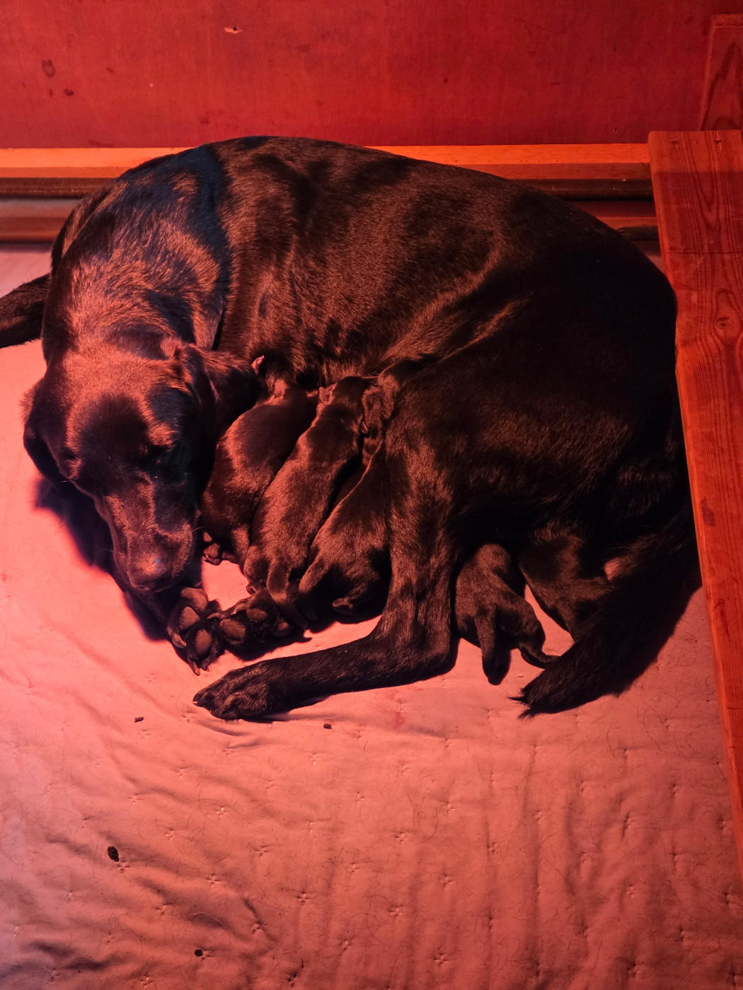 Naissance des bébés de Spirit