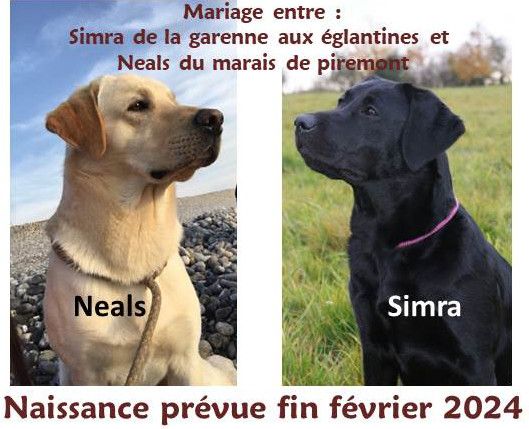 De L'Essart Aux Pommiers - Gestation confirmée entre Simra et Neals