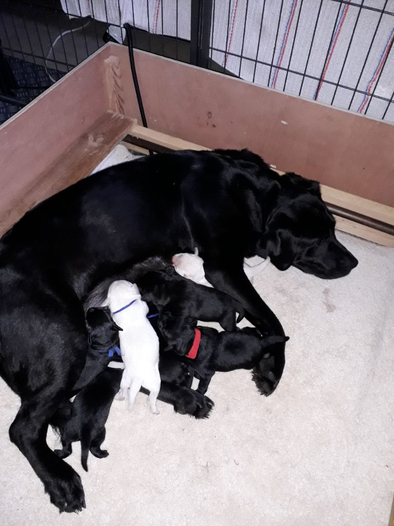 De L'Essart Aux Pommiers - Naissance des chiots de Simra lundi 26 février 2024