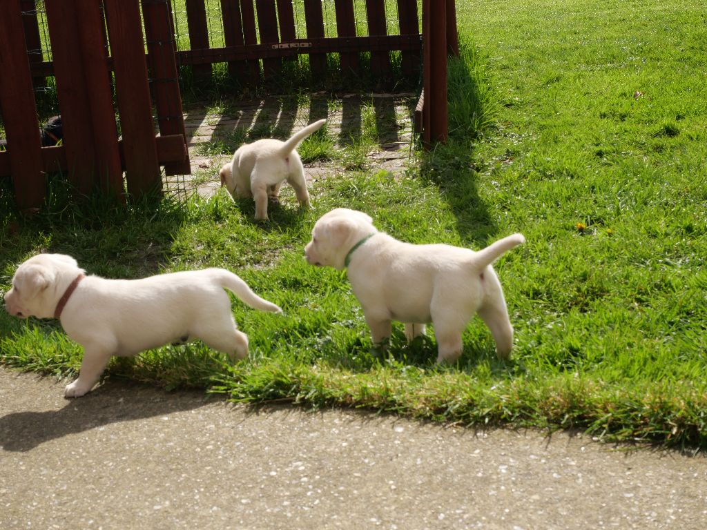 De L'Essart Aux Pommiers - Il reste deux chiots à réserver