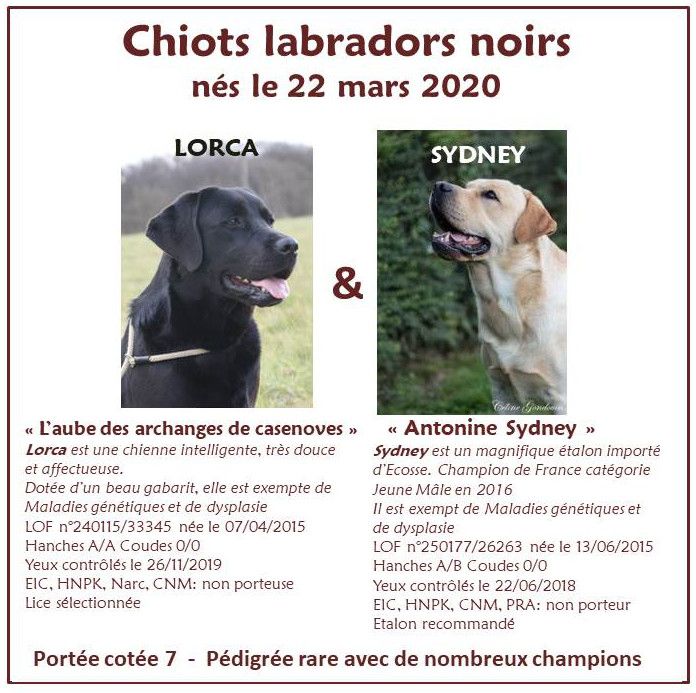 portée de Lorca et Antonine Sydney (2020)