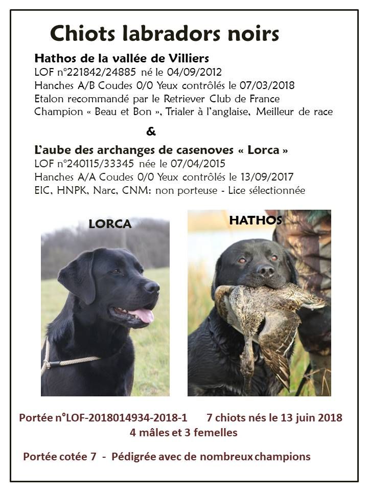 portée de Lorca et Hathos de la vallée de Villiers (2018)