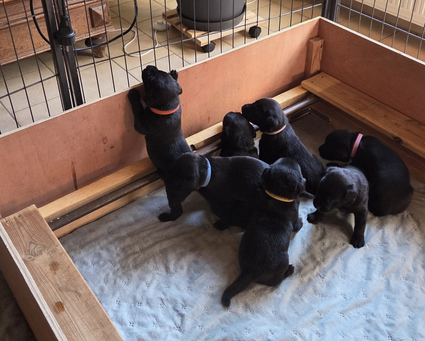 De L'Essart Aux Pommiers - Chiots disponibles - Labrador Retriever