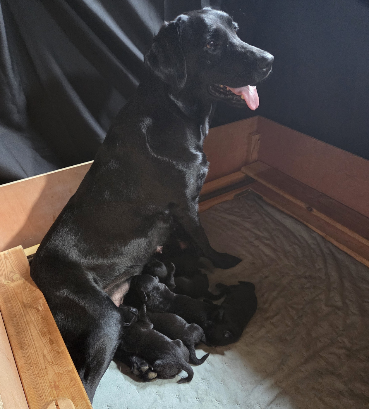 De L'Essart Aux Pommiers - Labrador Retriever - Portée née le 19/06/2026