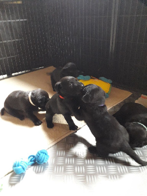 CHIOT noire 2