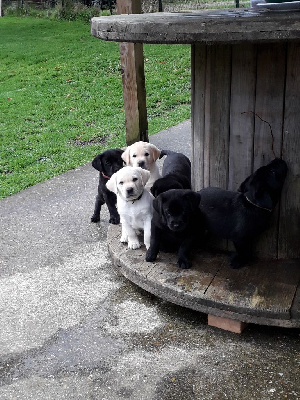 CHIOT noire 1