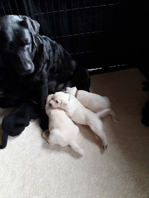 CHIOT sable 3